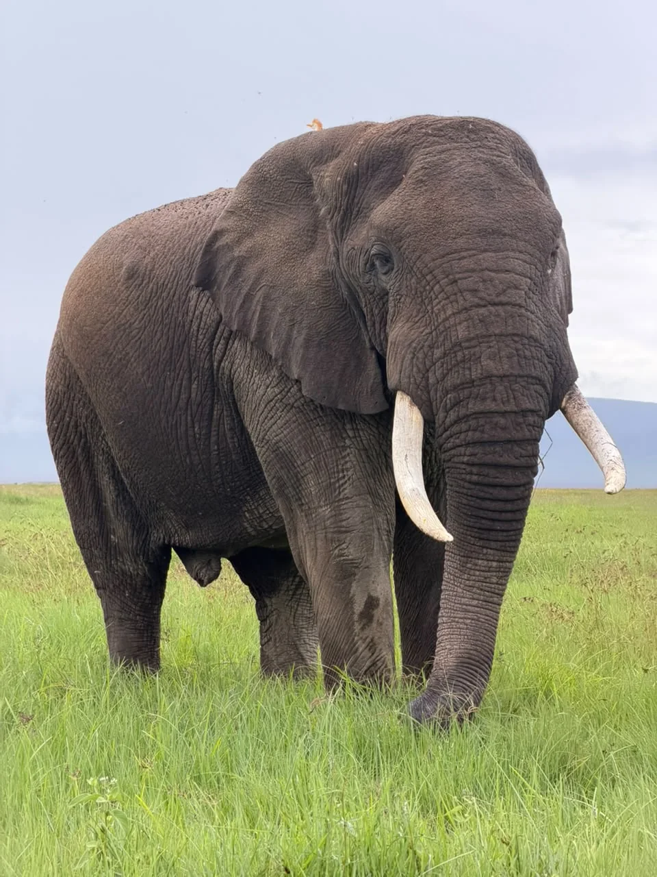 Elephant in Tanzania